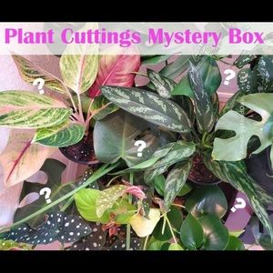 Houseplant Mystery Box !!